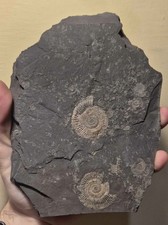 Ammoniti Fossili -