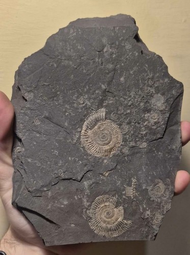 Ammoniti fossili - fossili,