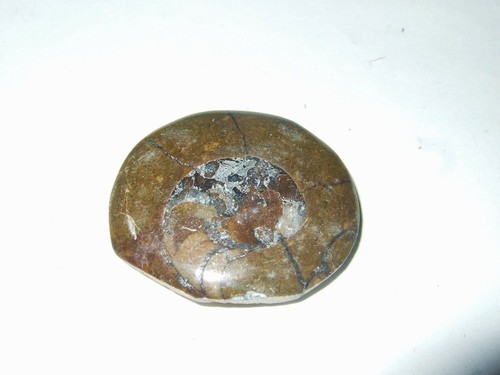 Minerali fossili goniatite - -,