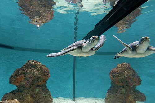 Serbatoio subacqueo acquario
