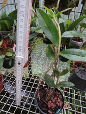 Dendrobium lampongene