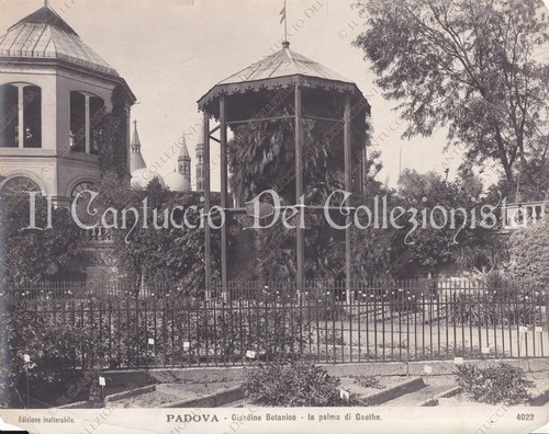 Padova garden botanical - padova, /