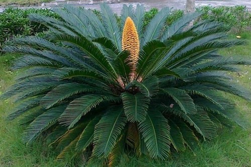 Semillas palmera del - 5,
