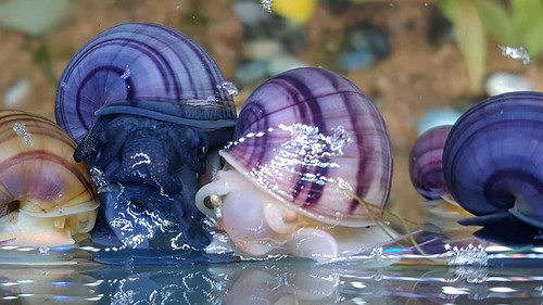 Rara introvabile ampullaria - rara,