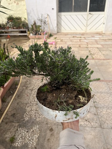 Bonsai timo macchia - bonsai, ,