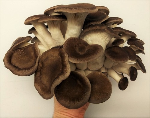 Pleurotus ostreatus fungo