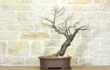 Bonsai carpino nero - di,