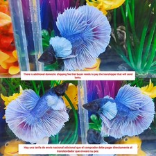 Dumbo Mezzaluna Blu Viola
