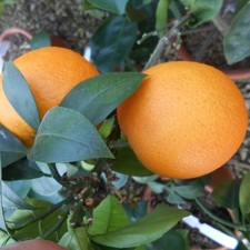 ARANCE VANIGLIA BIO, NON