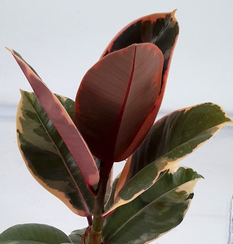 Pianta ficus shiveriana in - 1,