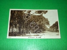 Cartolina Viareggio - La pineta 1928.