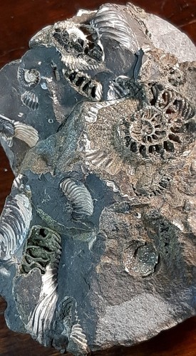 Fossile ammonite conchiglie - fossile, -ammonite-