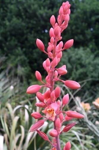 Red yucca hesperaloe - red, (hesperaloe