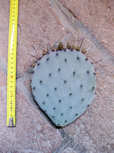 Opuntia violacea - , (n.1