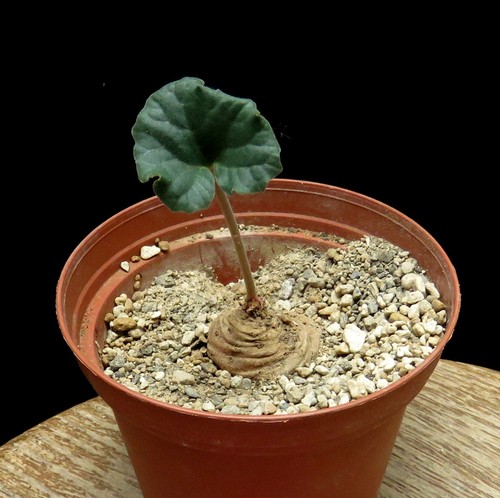Dorstenia barnimiana pianta - barnimiana,