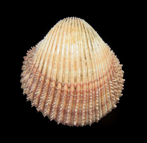 Conchiglia vepricardium - -,