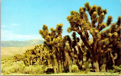 Joshua trees yucca brevifolia - joshua,