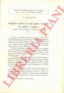 Salvadori tommaso singolare - -,