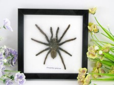 XXL Tarantola vera gigante -