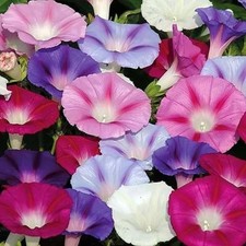 100 semi campanella tricolore