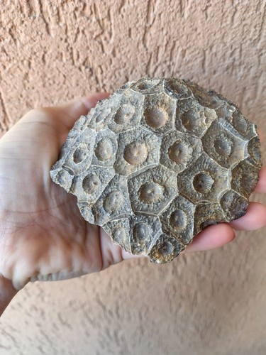 Fossili coralli hexagonaria - *,