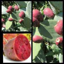 PIANTA FICO D'INDIA ALBERELLO CON RADICI 3-4 PALE A FRUTTI ROSSI-VIOLA SANGUIGNA