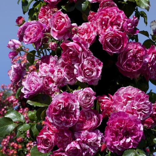 Pianta rosa brevettata ines - rosa,