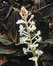 Pianta ludisia discolor - di,