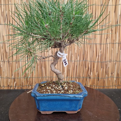 Bonsai pino thumbergii h - thumbergii,
