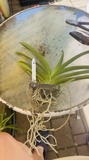 Vanda Kulwadee X Painter Dream