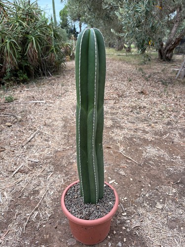 Marginatocereus marginatus - marginatocereus,