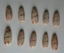 DIECI CONCHIGLIE MARINE "