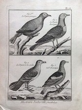 PICCIONE PARROCCHETTO  acquaforte 1790 HISTOIRE NATURELLE Ornitologia Uccelli