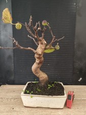 bonsai di fico  h 45 cm visita