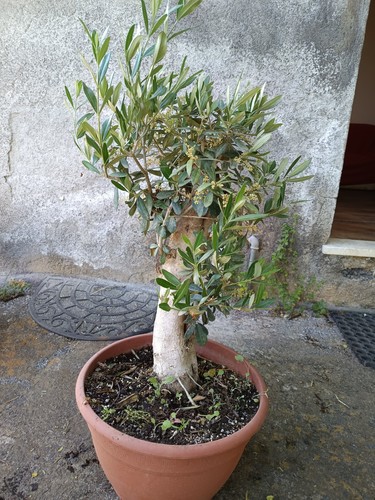 Ulivo bonsai vaso olivo - ulivo, 30