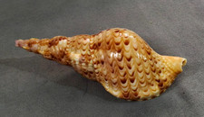 Charonia tritonis 168 - mm, f+++