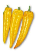 CORNO DI TORO GIALLO PEPE, 25 semi + OMAGGIO