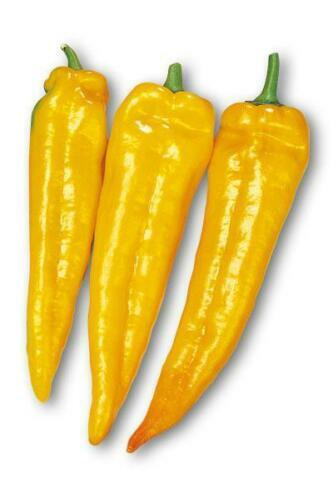Peperone corno toro giallo - peperone,