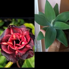 Agave Attenuata 20 Cm Y