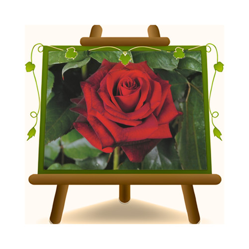 Rose nobili black magic - nobili, ibrido