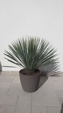 Yucca Rostrata vaso 40cm H