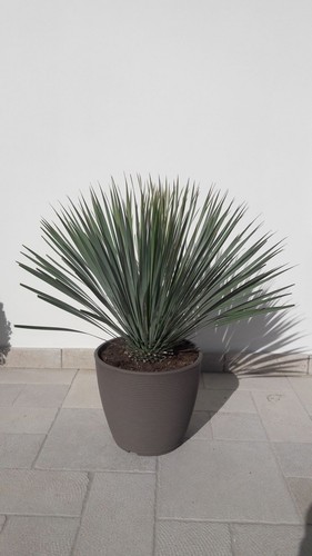 Yucca rostrata vaso - yucca,