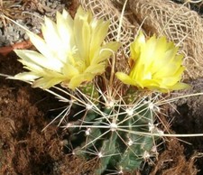 Ferocactus hematacanthus -