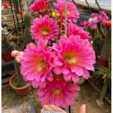 Pianta Succulenta Cactus Alta