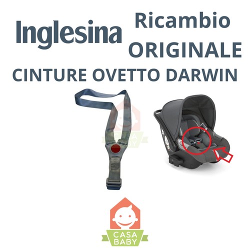 Cinture ovetto darwin - cinture,