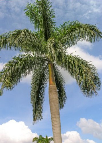 Roystonea regia palma reale - regia,,