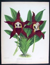 1881, J.N. FITCH FINE LITHO CON ANTICHI ACQUERELLI ORIGINALI SU ORCHIDEE WMK