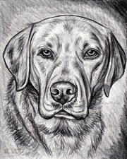 Ritratto cane Labrador