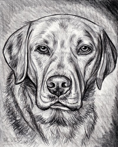 Ritratto cane labrador - ritratto,