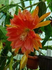 Epiphyllum cactus a foglia